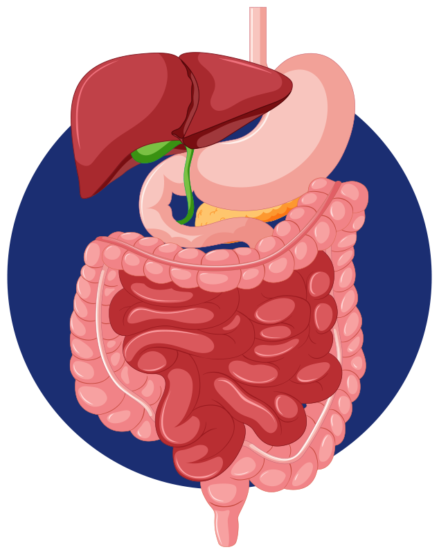 Aparato-digestivo-1